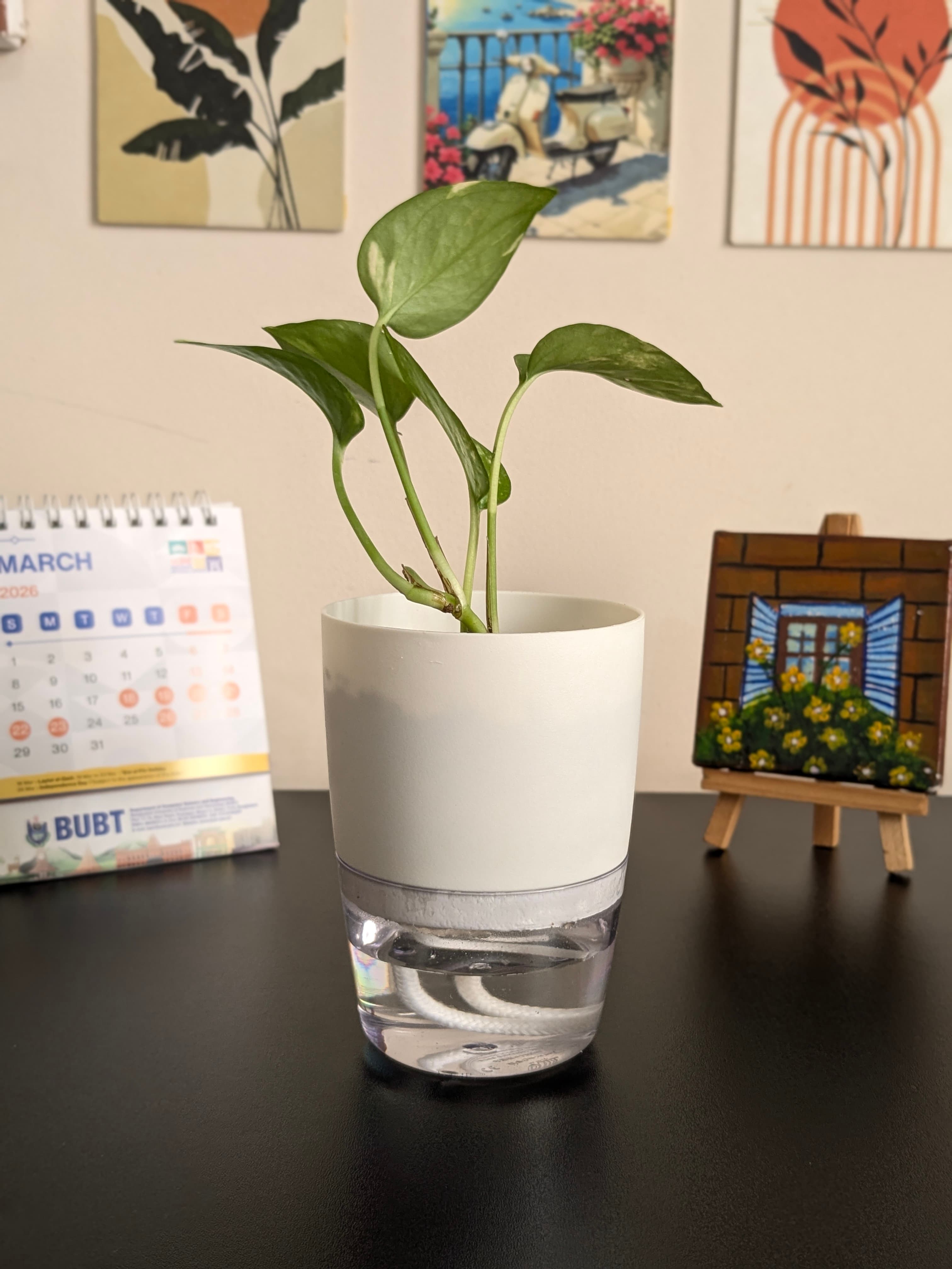 White Self-Watering Pot product image